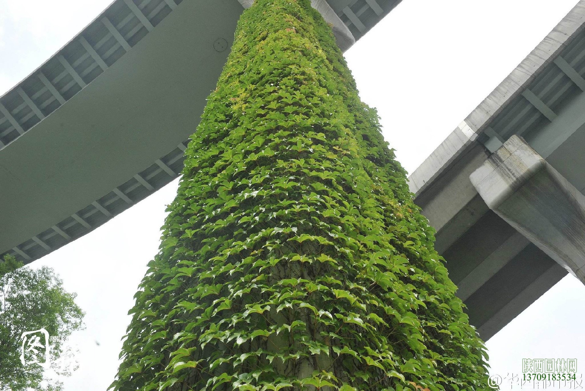 高架桥绿化——“桥墩绿化”