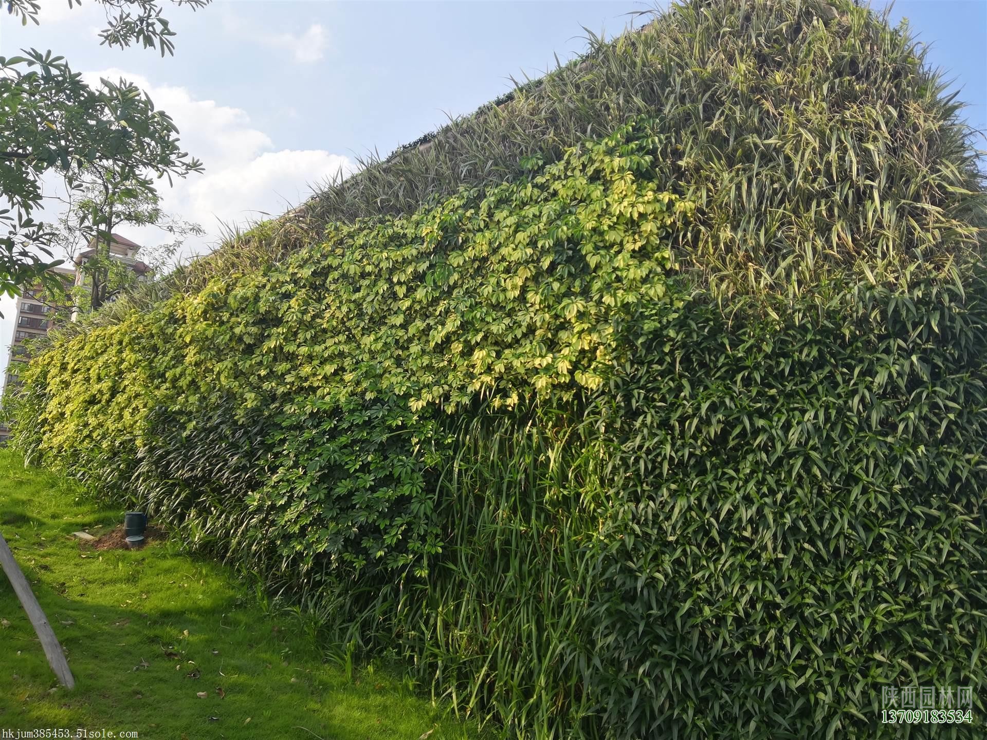 室外墙面绿化——“植物墙绿化”