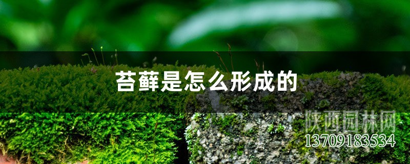 苔藓是怎么形成的，怎么让花盆里长苔藓