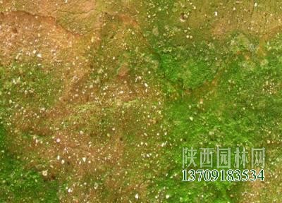 绿苔是什么植物类别插图4